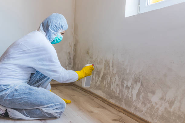 Licensed Mold Remediation service in Oakdale, NY - WQB Mold Removal